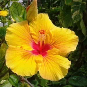Set 2 Hawaiian Yellow Hibiscus - 3-5 Inc Tall - Tropical Plant Start - Vibrant Yellow
