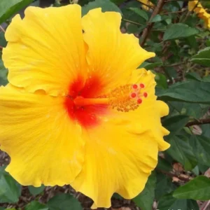 Set 2 Hawaiian Yellow Hibiscus - 3-5 Inc Tall - Tropical Plant Start - Vibrant Yellow