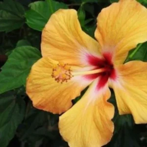 Set 2 Hawaiian Yellow Hibiscus - 3-5 Inc Tall - Tropical Plant Start - Vibrant Yellow