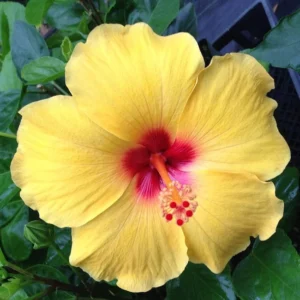 Set 2 Hawaiian Yellow Hibiscus - 3-5 Inc Tall - Tropical Plant Start - Vibrant Yellow