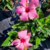 Set 2 Hibiscus Seminole Pink Plant 3-5 Inch Tall - Tropical Flower Shrub