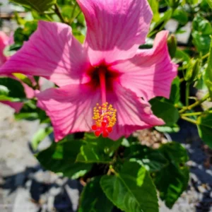 Set 2 Hibiscus Seminole Pink Plant 3-5 Inch Tall - Tropical Flower Shrub