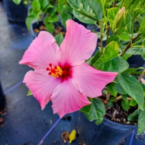 Set 2 Hibiscus Seminole Pink Plant 3-5 Inch Tall - Tropical Flower Shrub