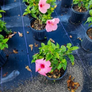 Set 2 Hibiscus Seminole Pink Plant 3-5 Inch Tall - Tropical Flower Shrub