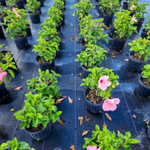 Set 2 Hibiscus Seminole Pink Plant 3-5 Inch Tall - Tropical Flower Shrub