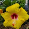 Set 2 Hibiscus Tequila Plant - 3-5 Inch Tall - Tropical Hibiscus Flower Plant, No Pot
