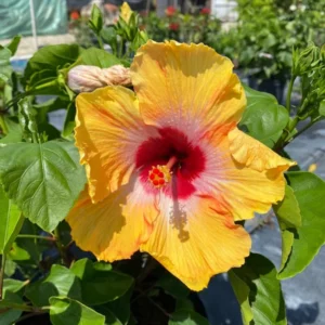 Set 2 Hibiscus Tequila Plant - 3-5 Inch Tall - Tropical Hibiscus Flower Plant, No Pot