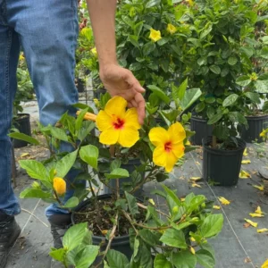 Set 2 Hibiscus Tequila Plant - 3-5 Inch Tall - Tropical Hibiscus Flower Plant, No Pot