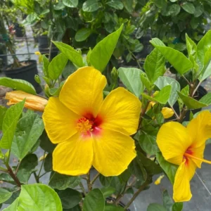 Set 2 Hibiscus Tequila Plant - 3-5 Inch Tall - Tropical Hibiscus Flower Plant, No Pot