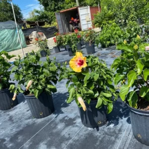 Set 2 Hibiscus Tequila Plant - 3-5 Inch Tall - Tropical Hibiscus Flower Plant, No Pot