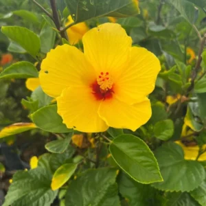 Set 2 Hibiscus Tequila Plant - 3-5 Inch Tall - Tropical Hibiscus Flower Plant, No Pot