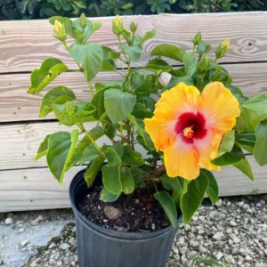 Set 2 Hibiscus Tequila Plant - 3-5 Inch Tall - Tropical Hibiscus Flower Plant, No Pot