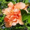 Set 2 JANE COWL Orange Peach Tropical Hibiscus Plant - Live Double Flower Landscape Type
