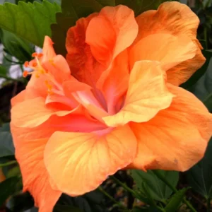 Set 2 JANE COWL Orange Peach Tropical Hibiscus Plant - Live Double Flower Landscape Type