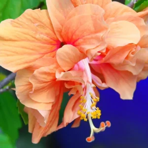 Set 2 JANE COWL Orange Peach Tropical Hibiscus Plant - Live Double Flower Landscape Type