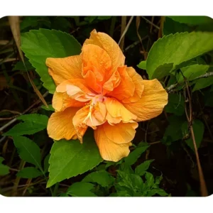 Set 2 JANE COWL Orange Peach Tropical Hibiscus Plant - Live Double Flower Landscape Type