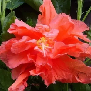 Set 2 JANE COWL Orange Peach Tropical Hibiscus Plant - Live Double Flower Landscape Type