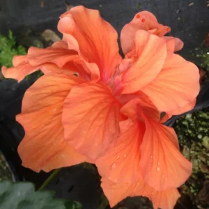 Set 2 JANE COWL Orange Peach Tropical Hibiscus Plant - Live Double Flower Landscape Type