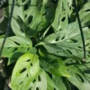 Set 2 MONSTERA LIVE PLANT~SWISS CHEESE PLANT~4 to 5 ROOTED LEAVES PER 4" POT