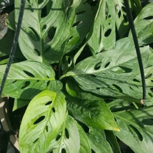 Set 2 MONSTERA LIVE PLANT~SWISS CHEESE PLANT~4 to 5 ROOTED LEAVES PER 4