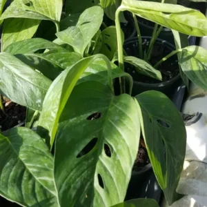 Set 2 MONSTERA LIVE PLANT~SWISS CHEESE PLANT~4 to 5 ROOTED LEAVES PER 4