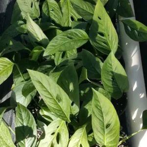 Set 2 MONSTERA LIVE PLANT~SWISS CHEESE PLANT~4 to 5 ROOTED LEAVES PER 4