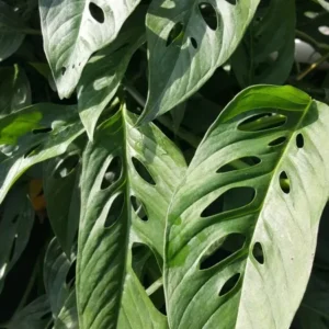 Set 2 MONSTERA LIVE PLANT~SWISS CHEESE PLANT~4 to 5 ROOTED LEAVES PER 4