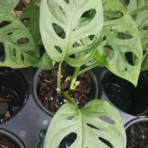 Set 2 Monstera Adansonii Swiss Cheese Vine - Live Plant - 4
