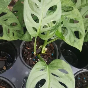Set 2 Monstera Adansonii Swiss Cheese Vine - Live Plant - 4" Pot - Green Foliage