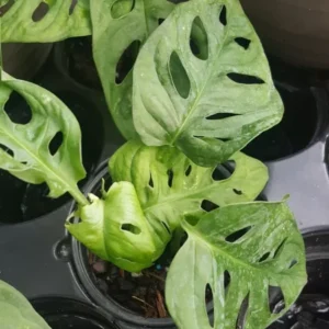 Set 2 Monstera Adansonii Swiss Cheese Vine - Live Plant - 4