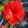 Set 2 President Red Hibiscus Live Plant - Red Flowering Shrub - Patio Perennial