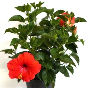 Set 2 President Red Hibiscus Live Plant - Red Flowering Shrub - Patio Perennial