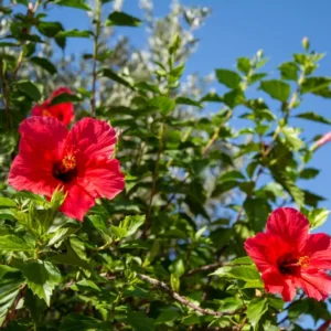 Set 2 President Red Hibiscus Live Plant - Red Flowering Shrub - Patio Perennial