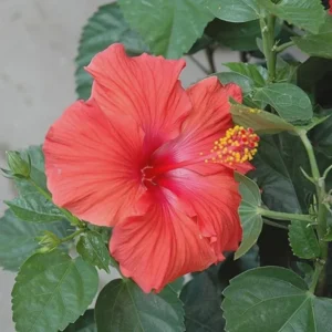 Set 2 President Red Hibiscus Live Plant - Red Flowering Shrub - Patio Perennial