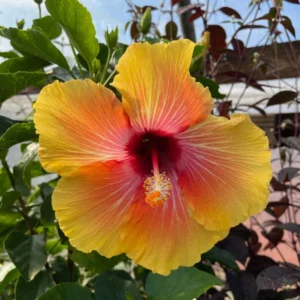 Set 2 Sunset Hibiscus Exotic Looking Plant 3-5 Inch Tall Starter