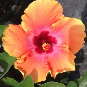 Set 2 Sunset Hibiscus Exotic Looking Plant 3-5 Inch Tall Starter