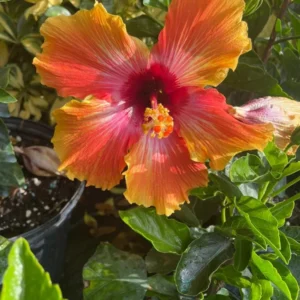 Set 2 Sunset Hibiscus Exotic Looking Plant 3-5 Inch Tall Starter