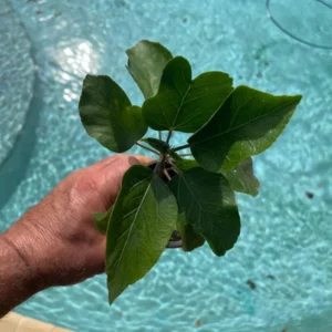 Set 2 Sunset Hibiscus Exotic Looking Plant 3-5 Inch Tall Starter