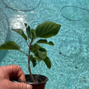 Set 2 Sunset Hibiscus Exotic Looking Plant 3-5 Inch Tall Starter