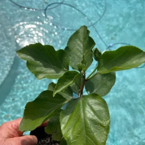 Set 2 Sunset Hibiscus Exotic Looking Plant 3-5 Inch Tall Starter