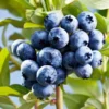 Sharpblue Blueberry Plant Live - Sweet Blueberry Bush 4 to 6 Inch Tall Patio Garden