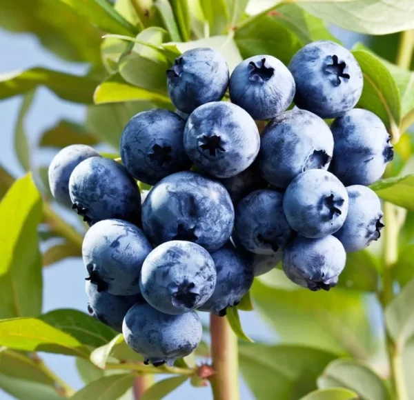 Sharpblue Blueberry Plant Live - Sweet Blueberry Bush 4 to 6 Inch Tall Patio Garden