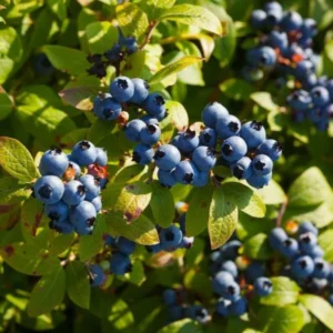 Sharpblue Blueberry Plant Live - Sweet Blueberry Bush 4 to 6 Inch Tall Patio Garden
