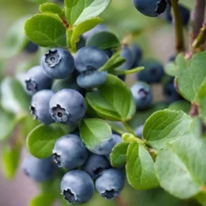 Sharpblue Blueberry Plant Live - Sweet Blueberry Bush 4 to 6 Inch Tall Patio Garden