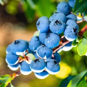 Sharpblue Blueberry Plant Live - Sweet Blueberry Bush 4 to 6 Inch Tall Patio Garden