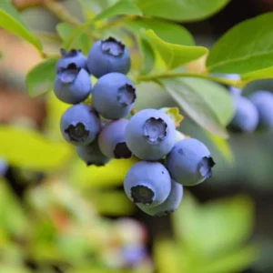 Sharpblue Blueberry Plant Live - Sweet Blueberry Bush 4 to 6 Inch Tall Patio Garden