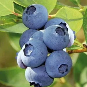 Sharpblue Blueberry Plant Live - Sweet Blueberry Bush 4 to 6 Inch Tall Patio Garden