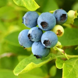 Sharpblue Blueberry Plant Live - Sweet Blueberry Bush 4 to 6 Inch Tall Patio Garden