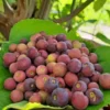 Sherbet Berry Plant Live - Grewia Asiatica Plant - 4 to 6 Inch Tall - Garden Ready