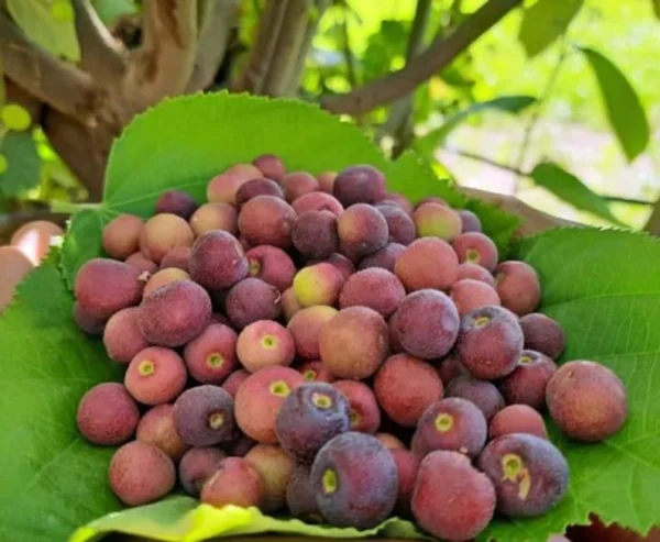 Sherbet Berry Plant Live - Grewia Asiatica Plant - 4 to 6 Inch Tall - Garden Ready